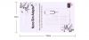 Adaptateur pour cartes SIM - Ref 312979
