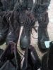Boots militaires - Ref 1399537