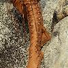 Bottes femme en PU artificiel - Ref 3354475
