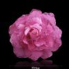 Broche en Fils de soie - Ref 1175845