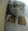Coussin Manga - Ref 2690515