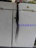 Extension cheveux - Ref 221166