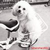 Panier pour vélo - Ref 2256059