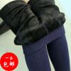  Pantalon collant jeunesse sexy en coton coloré - Ref 750510