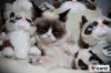 Peluche manga grumpy cat - Ref 2696050