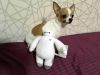 Peluche manga Y.P - Ref 2696589
