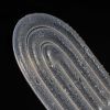 Semelles absorbantes - Ref 1072808