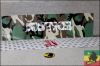 Skateboard JUSTICE - Ref 2605813