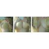 Soutien-gorge invisible jeunes femmes - Ref 781328