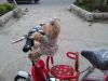 siège enfants pour vélo - Ref 2429547