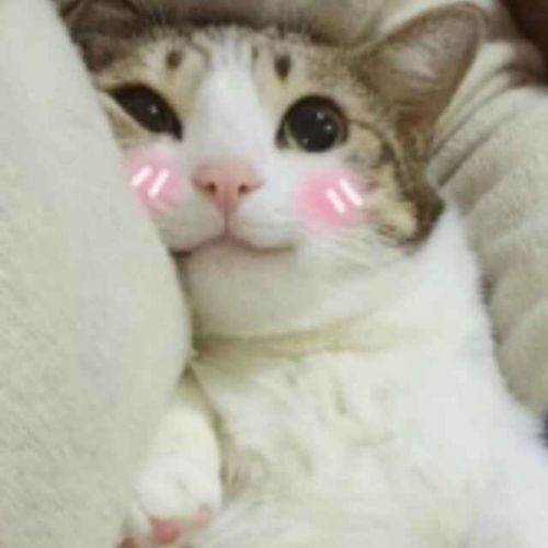 Accessoire cheveux - Ref 1204890