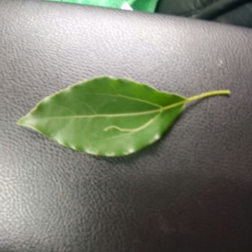 Accessoire cheveux - Ref 1205060