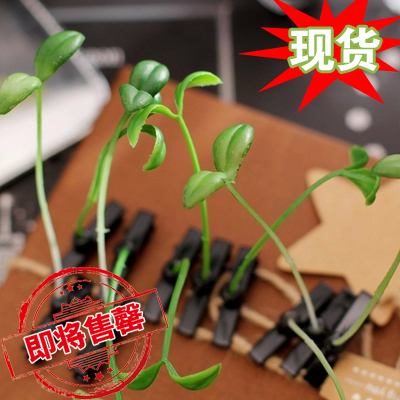 Accessoire cheveux - Ref 1209119