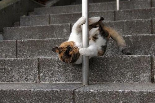 Accessoire coiffure - Ref 1204953