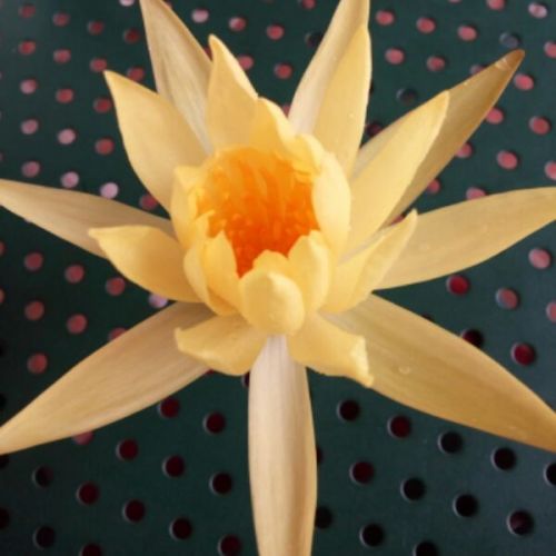 Accessoire coiffure - Ref 1205057