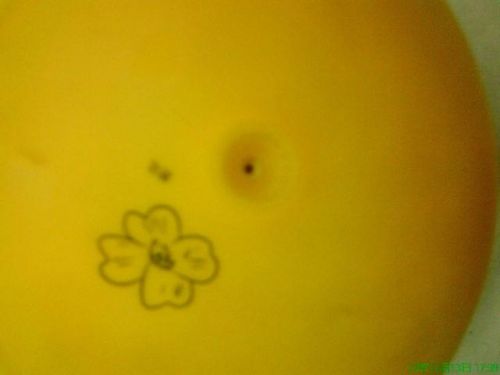 Ballon de volley - Ref 2012181