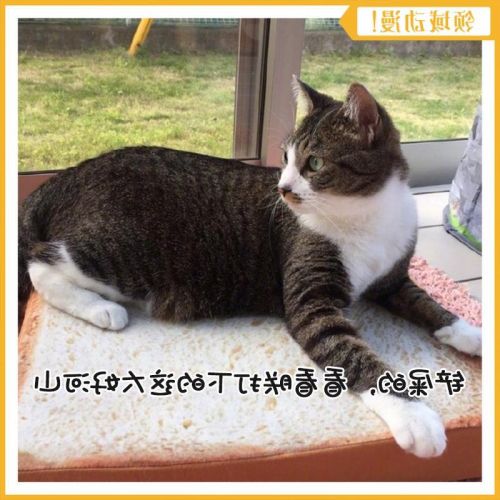 Coussin Manga OTHER en peluche - Ref 2690025