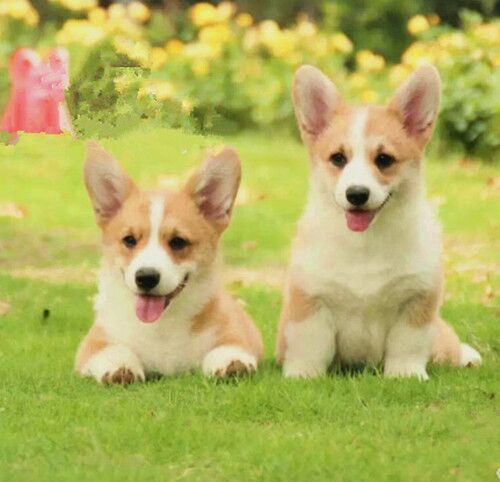 Coussin Manga - Ref 2690177