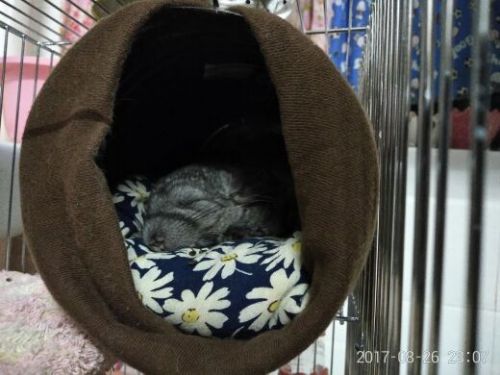 Coussin Manga - Ref 2690516