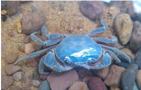 Figurine manga crabe - Ref 2699315