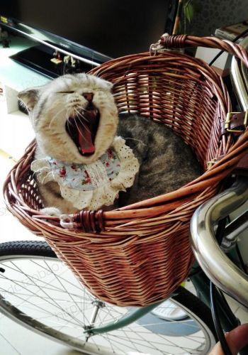 Panier pour vélo en vigne - Ref 2257569