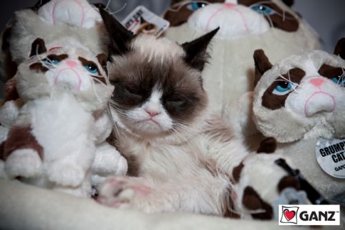 Peluche manga grumpy cat - Ref 2696050